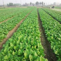 厦门工厂蔬菜农副产品配送,同安医院有机蔬菜批发基地